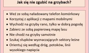 Jak nie zgubić się w lesie na grzybach? Praktyczny przewodnik