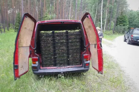 Legalne zbieranie mchu: przepisy, kary i zastosowania survivalowe