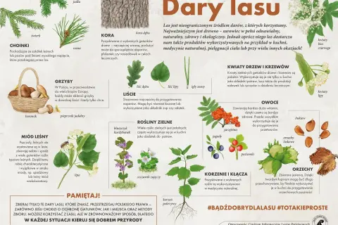 Jadalne rośliny w lesie: Co jeść i jak unikać zatrucia?