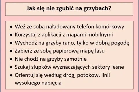 Jak nie zgubić się w lesie na grzybach? Praktyczny przewodnik