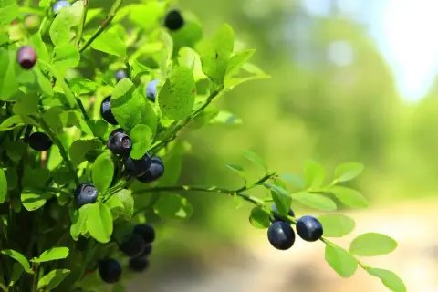 Kalendarz jagód w Polsce: Zbieraj mądrze i bezpiecznie