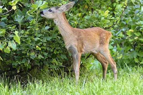 Co je sarna w lesie? Dieta i wskazówki survivalowe