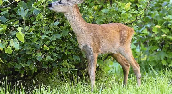 Co je sarna w lesie? Dieta i wskazówki survivalowe