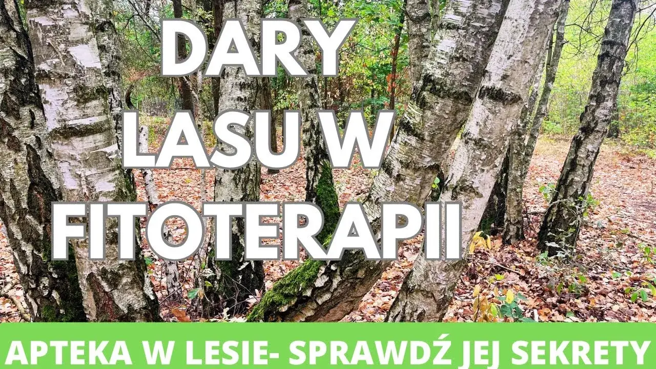 Zdjęcie Co zbierać w lesie? Legalne dary natury i sezonowość