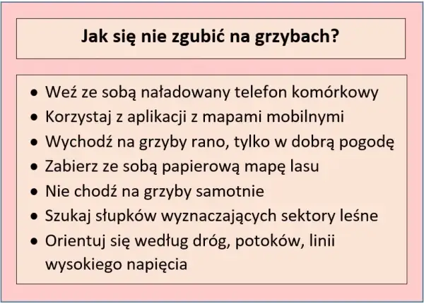 Jak nie zgubić się w lesie na grzybach? Praktyczny przewodnik